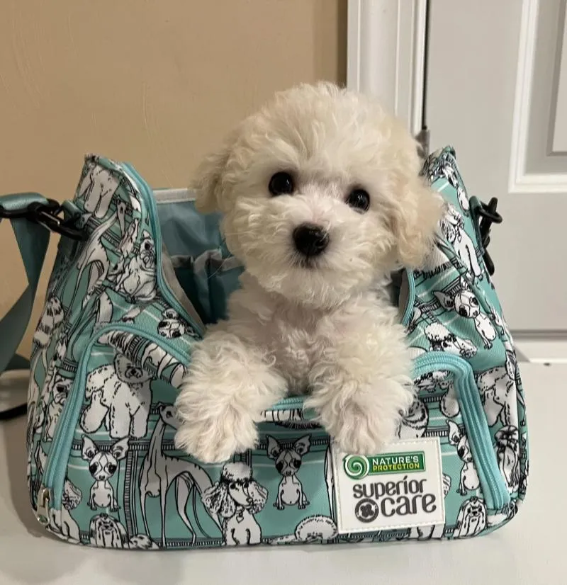 Nature's Protection Superior Care Mint Grooming Bag Puppies Print Capacious With Large Comfortable Handle